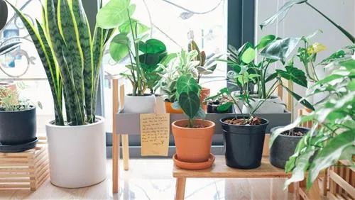 Cây phong thủy với khả năng chữa lành tuyệt vời