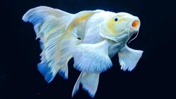 Chiêm bao thấy cá chép