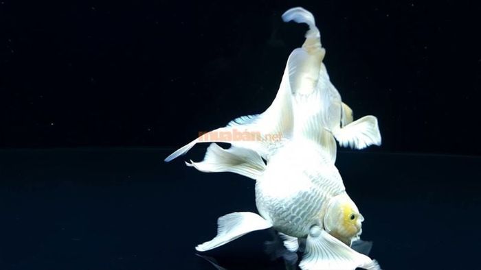 Khám phá ý nghĩa từng giấc mơ về cá chép