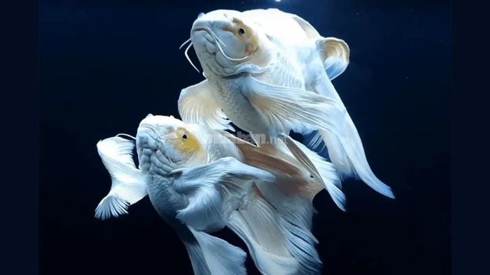 Những con số may mắn gắn liền với giấc mơ thấy cá chép