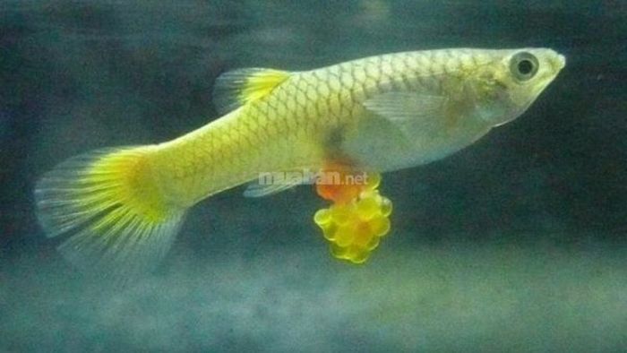 Khám phá ý nghĩa từng giấc mơ thấy cá chép