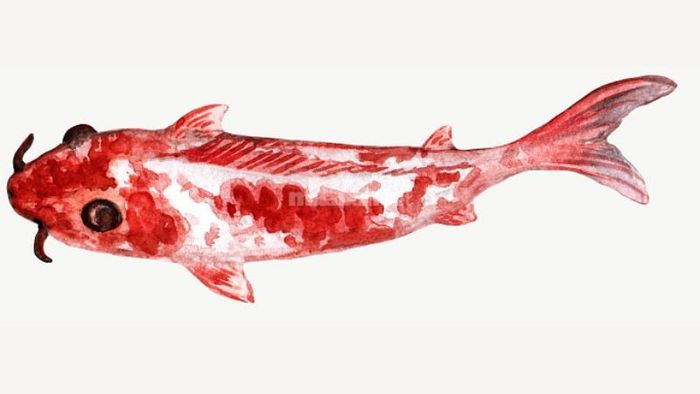 Khám phá ý nghĩa từng giấc mơ thấy cá chép