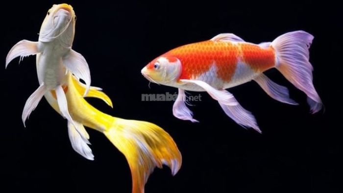 Giấc mơ thấy cá chép mang đến điềm lành hay điềm dữ?