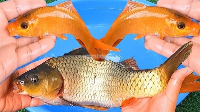 Giải mã ý nghĩa từng giấc mơ thấy cá chép