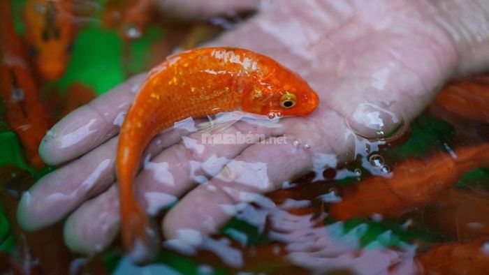 Khám phá ý nghĩa từng giấc mơ về cá chép