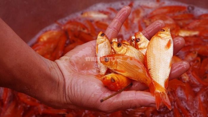 Giải mã ý nghĩa từng giấc mơ về cá chép