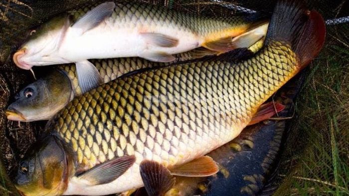 Giải mã ý nghĩa của từng giấc mơ thấy cá chép