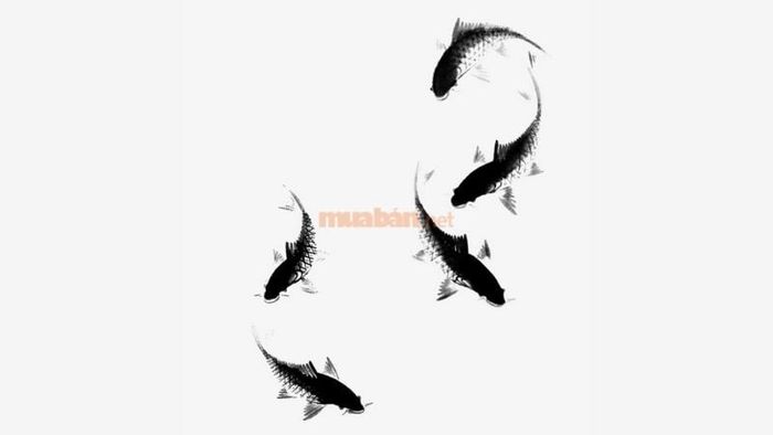 Khám phá ý nghĩa từng giấc mơ liên quan đến cá chép