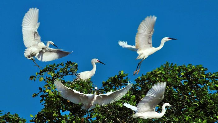 Danh lam thắng cảnh Cà Mau - hình 5