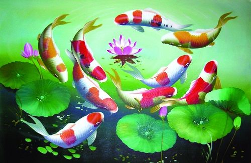 Cá Koi phong thủy: Loài cá mang trong mình nghị lực sống mạnh mẽ