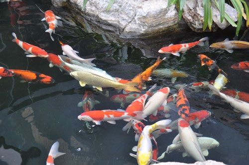 Màu sắc của cá Koi
