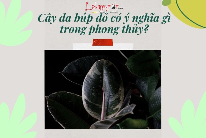 Ý nghĩa cây đa búp đỏ trong phong thủy
