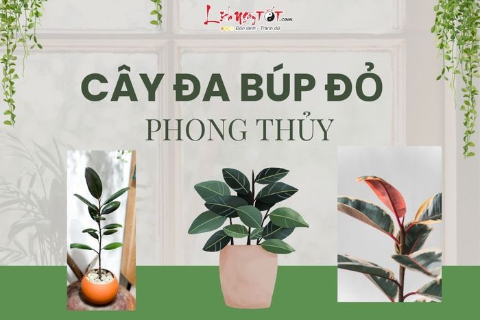 Cây đa búp đỏ phong thủy có nghĩa là gì?