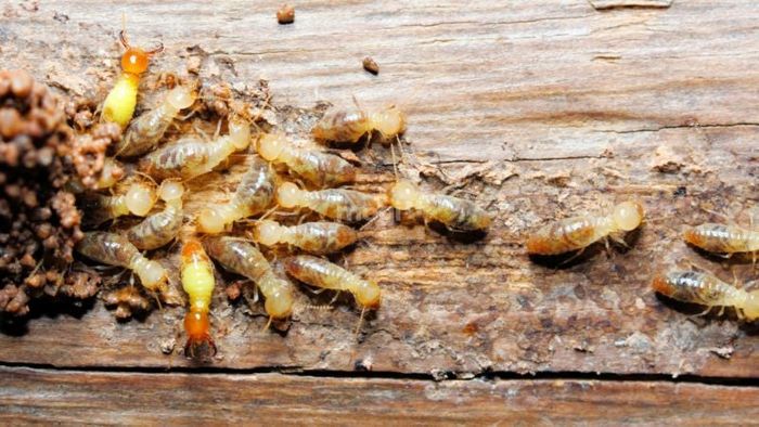 Phân tích chi tiết hiện tượng mối bay vào nhà theo phong thủy