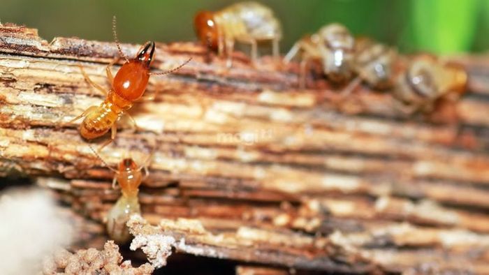 Phương pháp phòng chống mối bay vào nhà hiệu quả