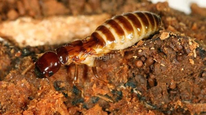 Mối bay vào nhà và những con số may mắn đặc biệt liên quan đến hiện tượng này