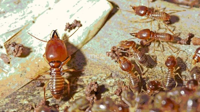 Giải thích chi tiết về hiện tượng mối bay vào nhà theo góc nhìn khoa học