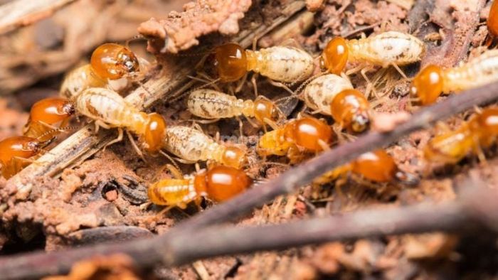 Phân tích chi tiết điềm báo mối bay vào nhà theo phong thủy