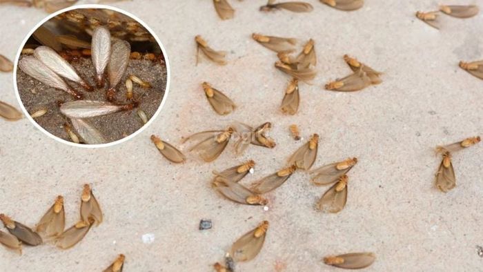 Mối bay vào nhà có ý nghĩa gì?