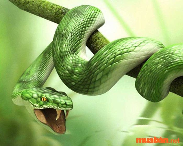 Giấc mơ thấy rắn báo hiệu điều gì?
