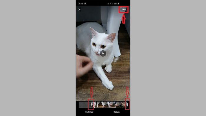 cat--13