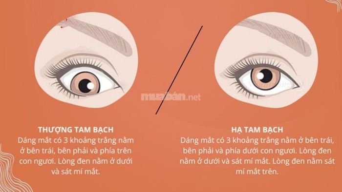 Hình ảnh rõ nét nhất thể hiện sự khác biệt giữa mắt thượng tam bạch và hạ tam bạch.