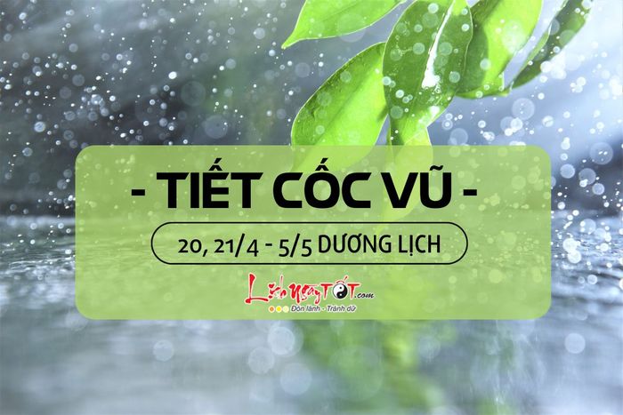 Tiết Cốc Vũ là gì