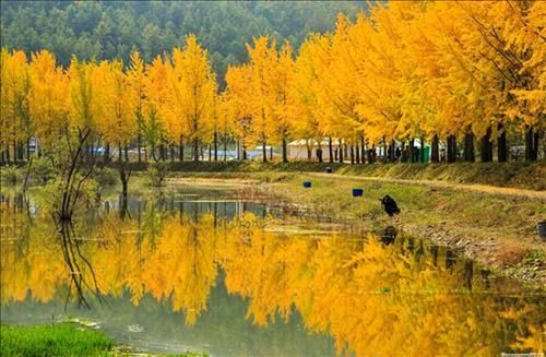 Mau-vang
