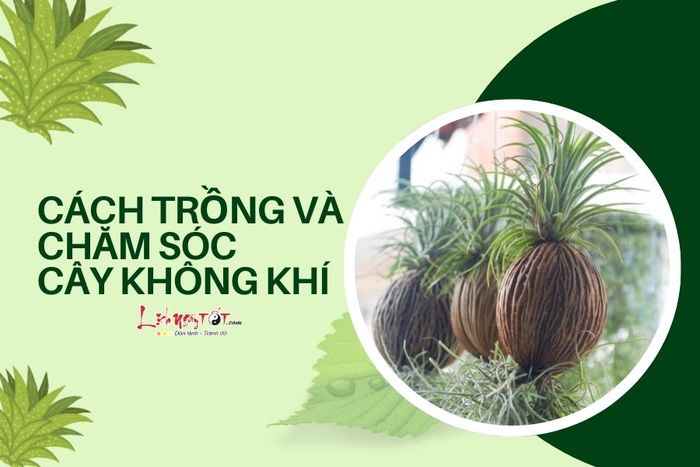 Cách trồng và chăm sóc cây không khí