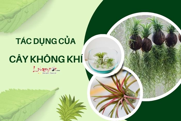Công dụng của cây không khí