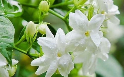 Cây hoa nhài