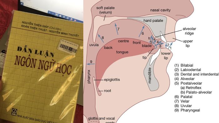 Nhóm môn học lý thuyết về ngôn ngữ