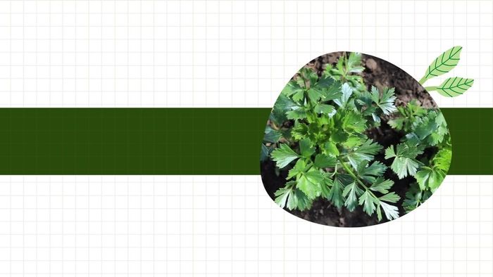 Hình nền PowerPoint cây xanh dành cho bài giảng Sinh học