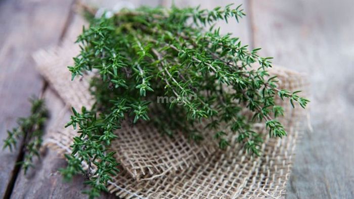 Các biện pháp phòng tránh rết xâm nhập vào nhà hiệu quả