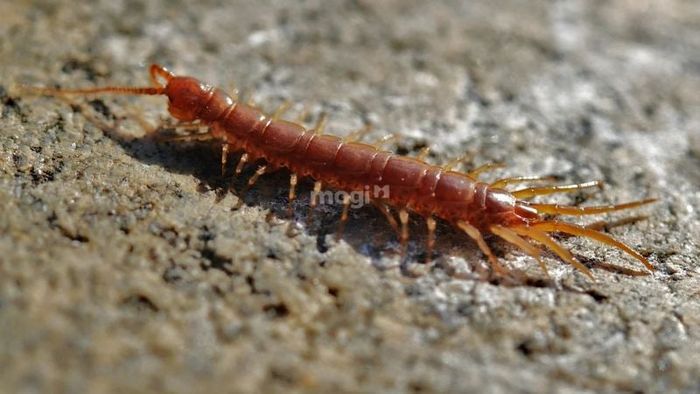 Rết vào nhà mang điềm báo gì?