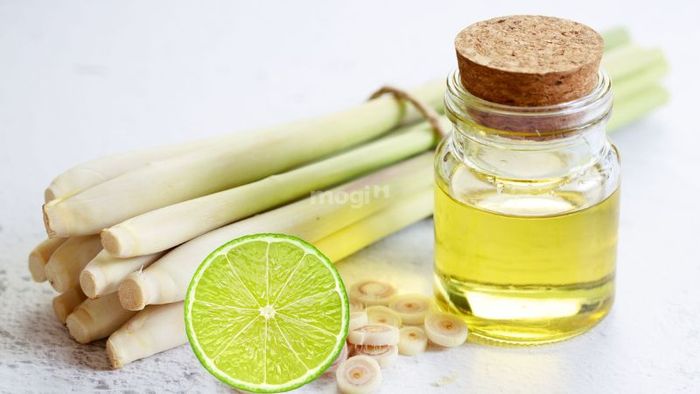 Các biện pháp phòng tránh và xử lý khi rết xuất hiện trong nhà