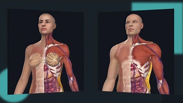 Tải phần mềm Anatomy để trải nghiệm mô hình 3D cơ thể người chân thực