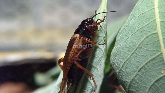 Nguyên nhân khiến dế bay vào nhà