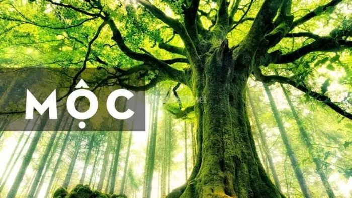 Tổng quan về người mệnh Mộc