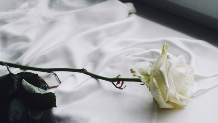 y-nghia-hoa-hong-trang-12