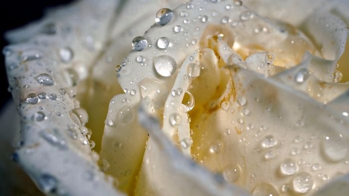 y-nghia-hoa-hong-trang-17