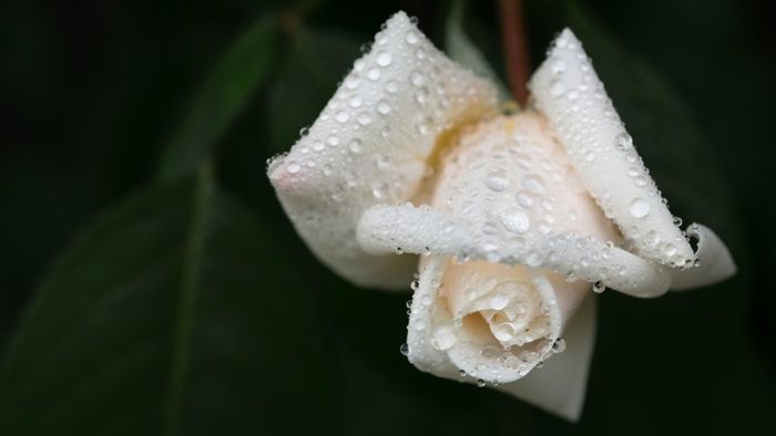 y-nghia-hoa-hong-trang-10