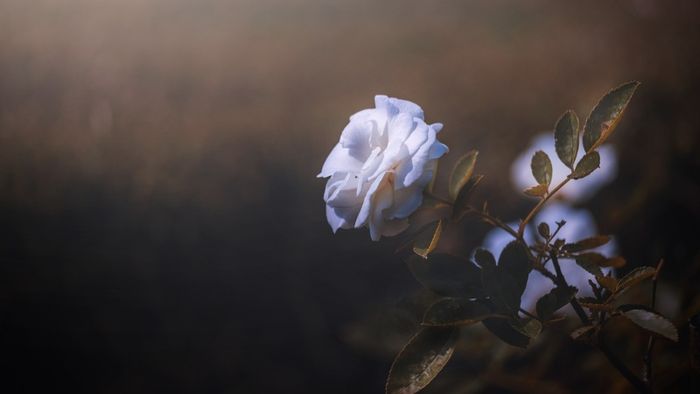 y-nghia-hoa-hong-trang-13