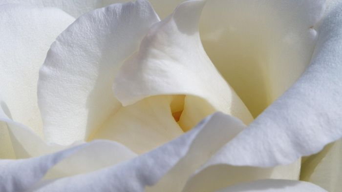 y-nghia-hoa-hong-trang-9