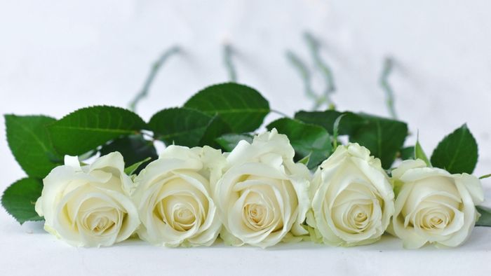 y-nghia-hoa-hong-trang-4