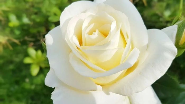 y-nghia-hoa-hong-trang-1