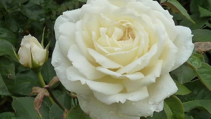 y-nghia-hoa-hong-trang-14