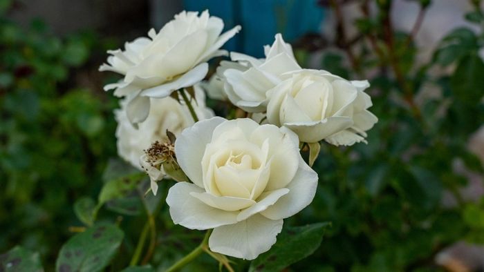 y-nghia-hoa-hong-trang-7