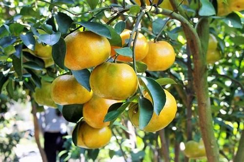 Tục xưa ít ai biết về ngày Tết Đoan Ngọ, với phong tục khảo cây lấy quả, một nghi lễ độc đáo.