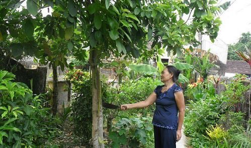 Tết Đoan Ngọ với tục lệ khảo cây lấy quả.